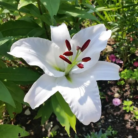 فندق مبيت وإفطار Haus Silvia Kraml