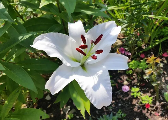 住宿加早餐酒店 Haus Silvia Kraml