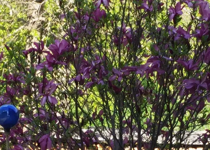 Haus Silvia Kraml Bed & Breakfast Schladming